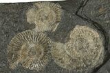 Fossil Ammonite Cluster - Posidonia Shale, Germany #304966-1